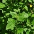 Salvia dolicantha -- Salbei
